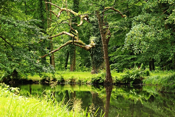 Photo Arbre eau forêt marais