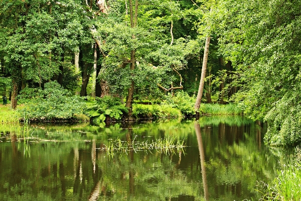 Tree water nature forest Photo