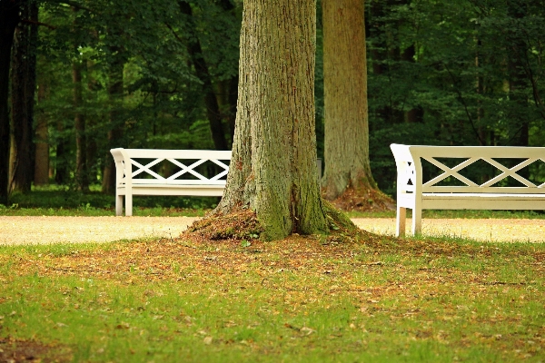 Landscape tree grass fence Photo