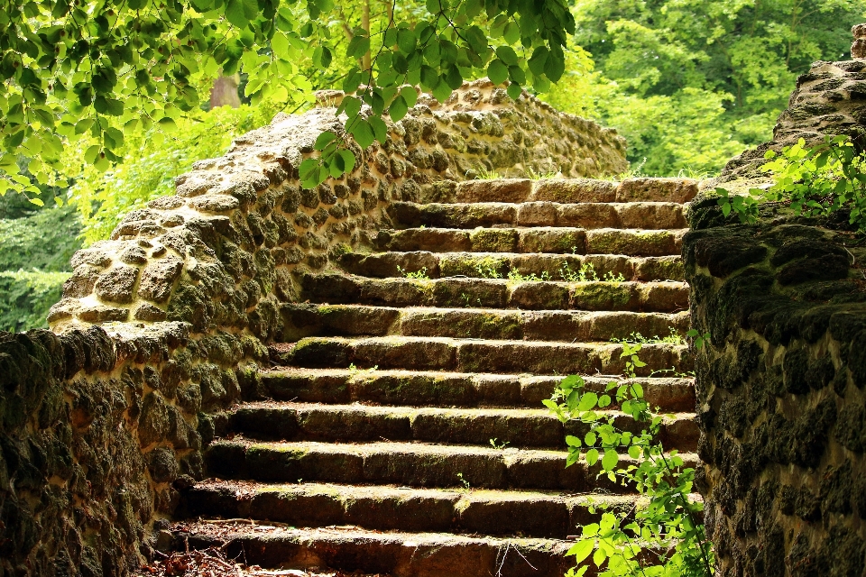 Pohon hutan hijau botani
