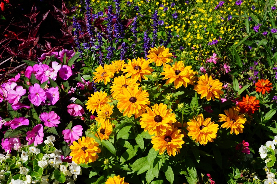 Anlage wiese
 blume grün