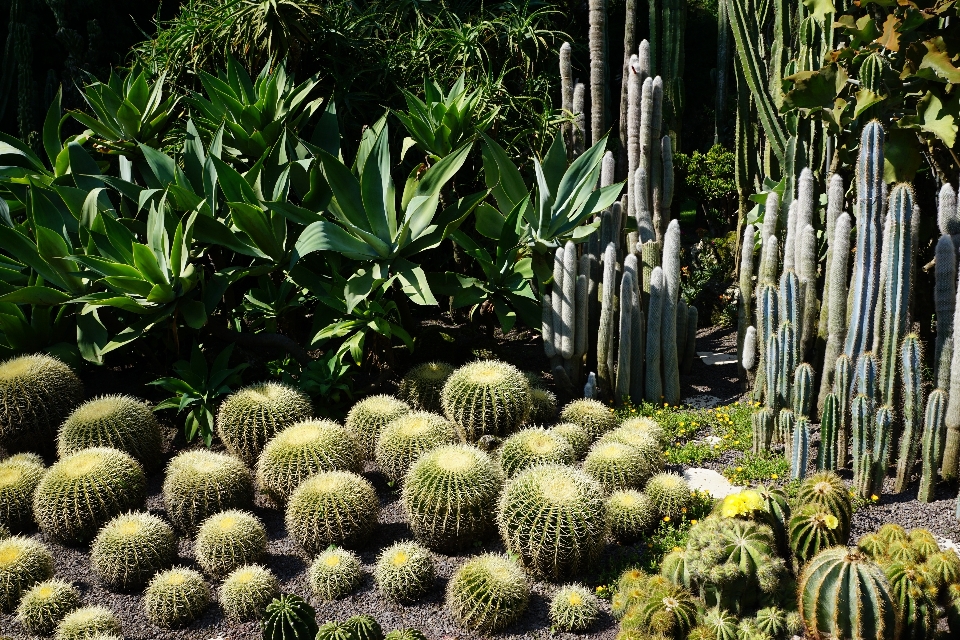 Cactus plant fruit flower