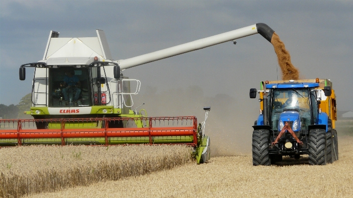 Field grain harvest vehicle Photo