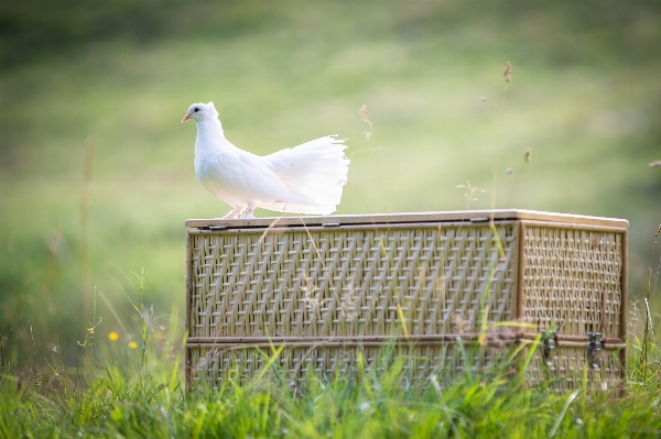 Photo Nature herbe oiseau aile