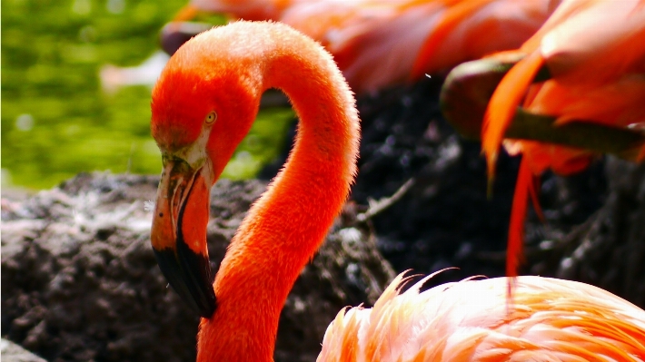 Bird plant flower red Photo