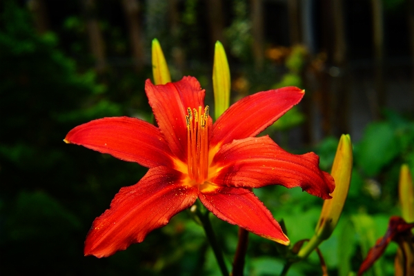 Nature blossom plant flower Photo