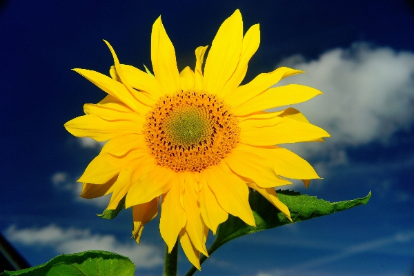 Nature blossom plant sky Photo