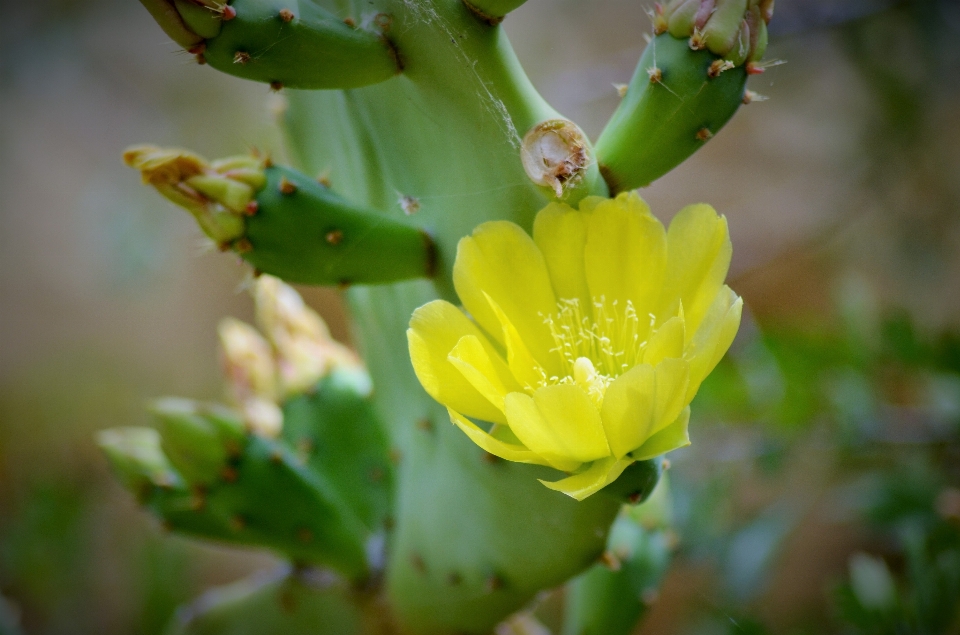 Naturaleza florecer cactus
 planta