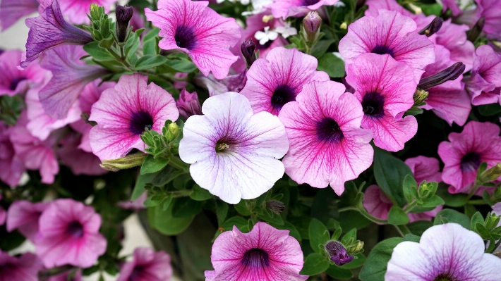 Nature blossom growth plant Photo