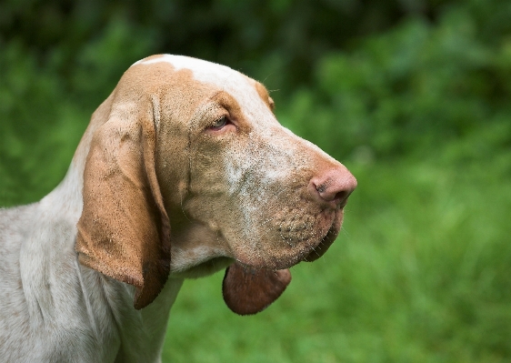 Foto Dolce cane carino mammifero