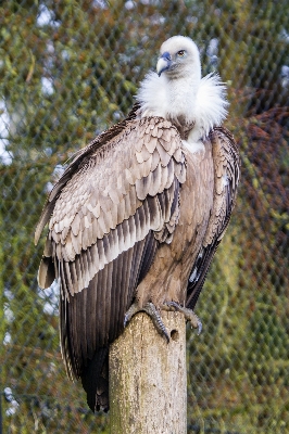 Photo Oiseau aile faune zoo