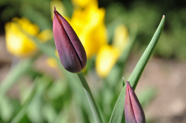 Nature blossom plant flower Photo