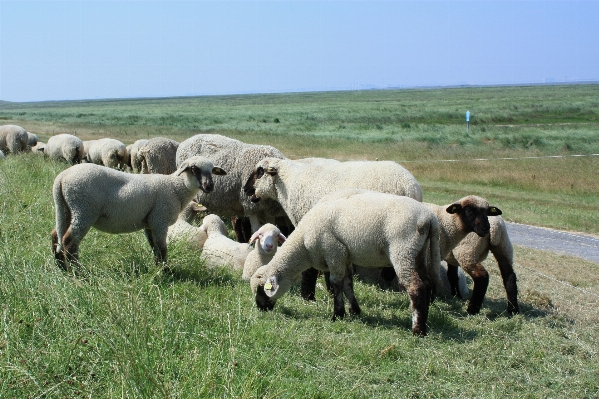 Meadow adventure wildlife herd Photo