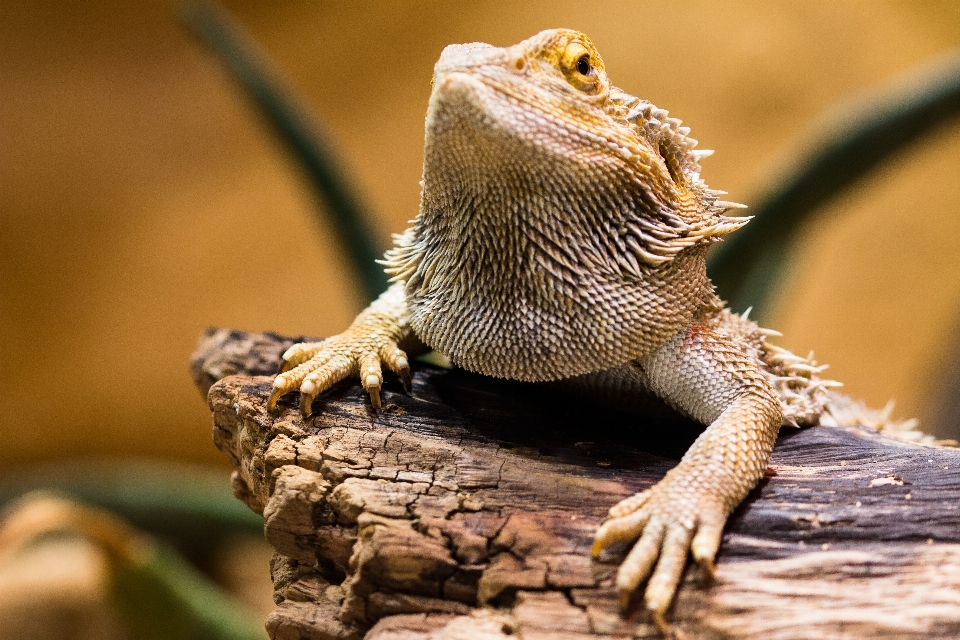 時計 結石 ドライ 野生動物