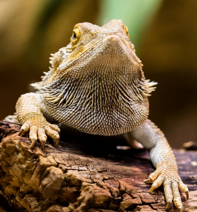 時計 結石 ドライ 野生動物