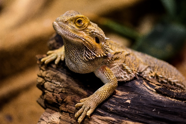 Foto Assistir pedra seco animais selvagens