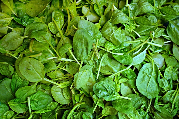 Plant leaf meal food Photo