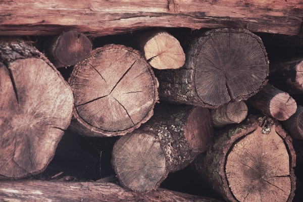 Tree winter wood texture Photo