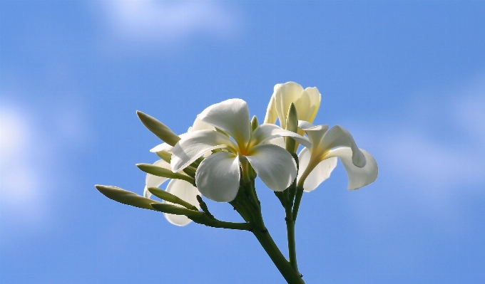 Nature branch blossom plant Photo