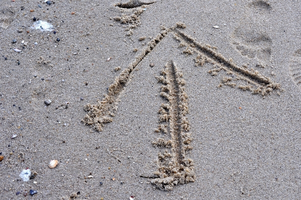 Beach sand rock wood Photo