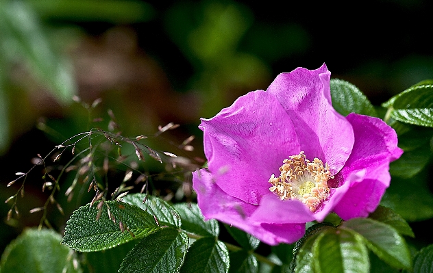 Foto Alam rumput mekar tanaman