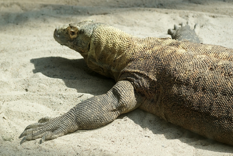 Pasir margasatwa pulau predator