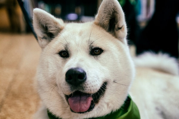 Working dog animal canine Photo