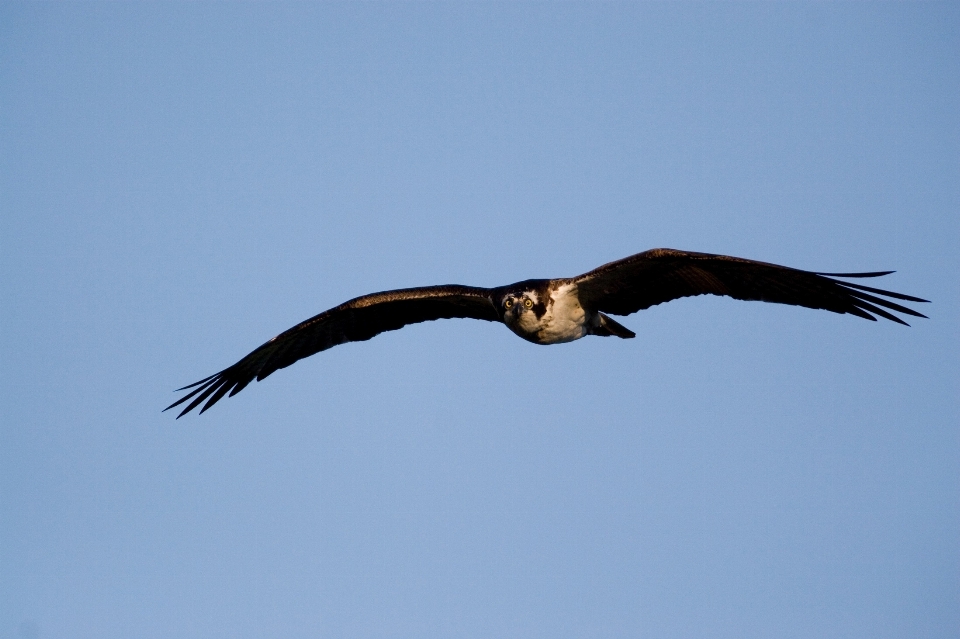 Nature bird wing sky