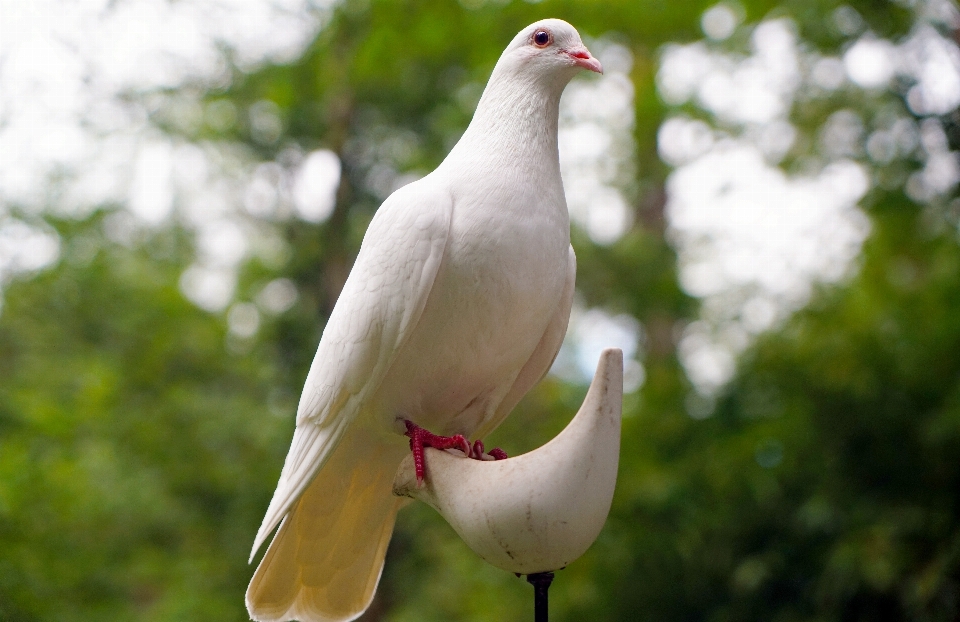 Nature forêt oiseau blanc