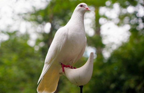 自然 森 鳥 白 写真