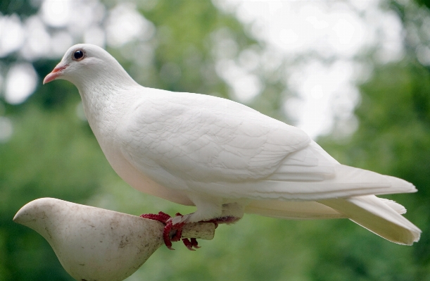 自然 森 鳥 羽 写真