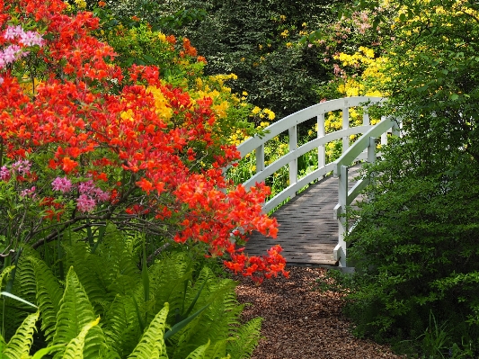 Natur anlage brücke blatt Foto