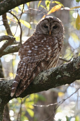 Tree nature branch bird Photo