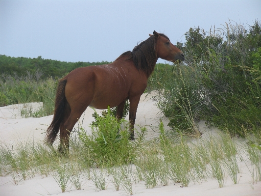 Beach nature sand wilderness Photo