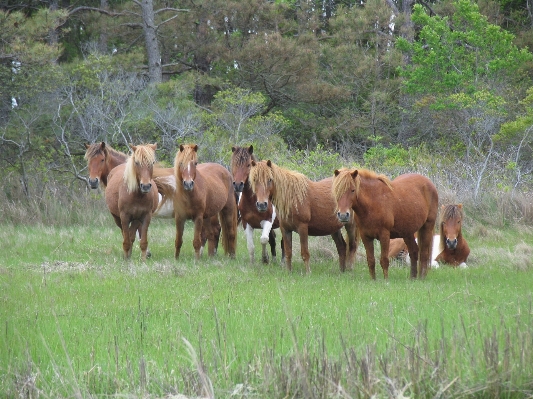 Landscape wilderness meadow prairie Photo