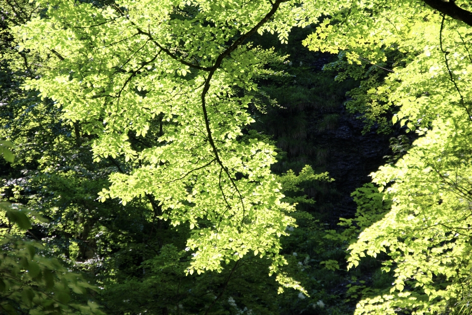 Albero natura foresta ramo