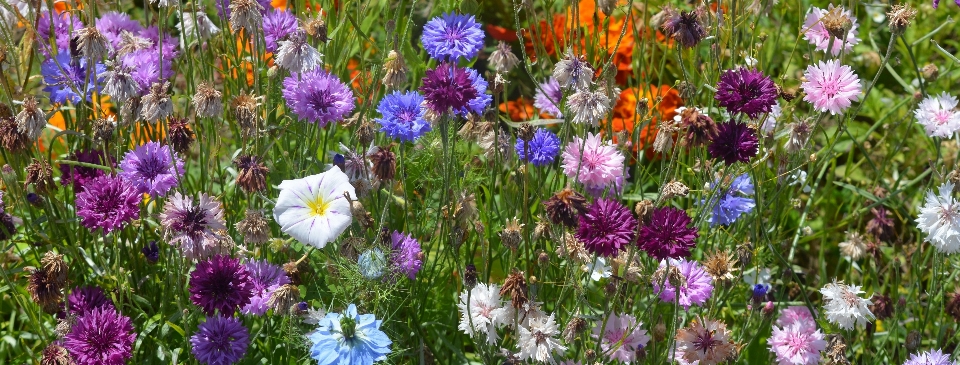 Nature plant meadow prairie