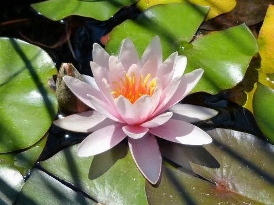 Blossom plant leaf flower Photo