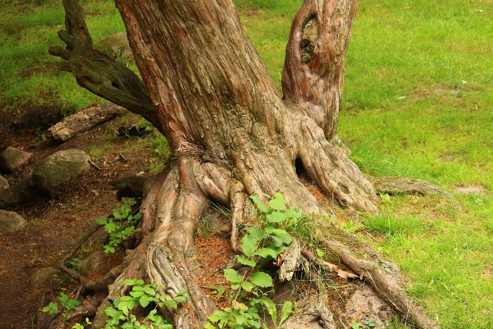 Baum wald zweig anlage