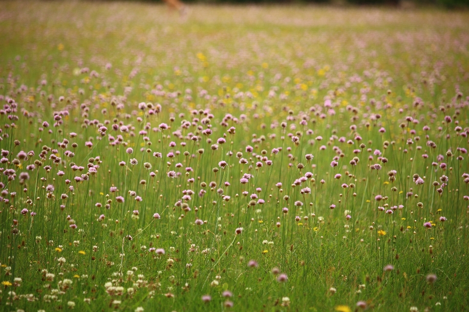 Eau nature herbe fleurir