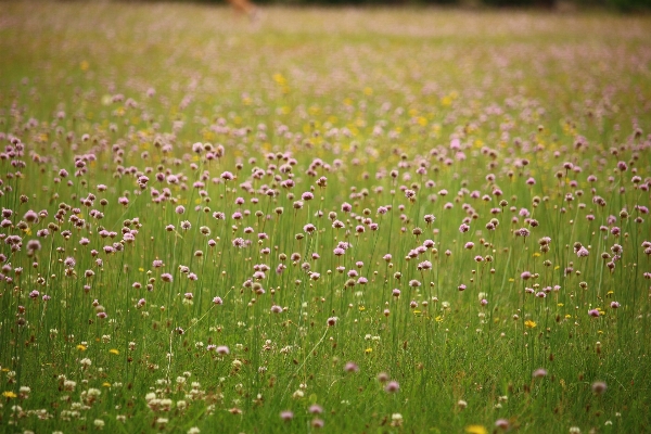 Water nature grass blossom Photo