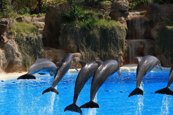 水 濡れた 夏 野生動物 写真