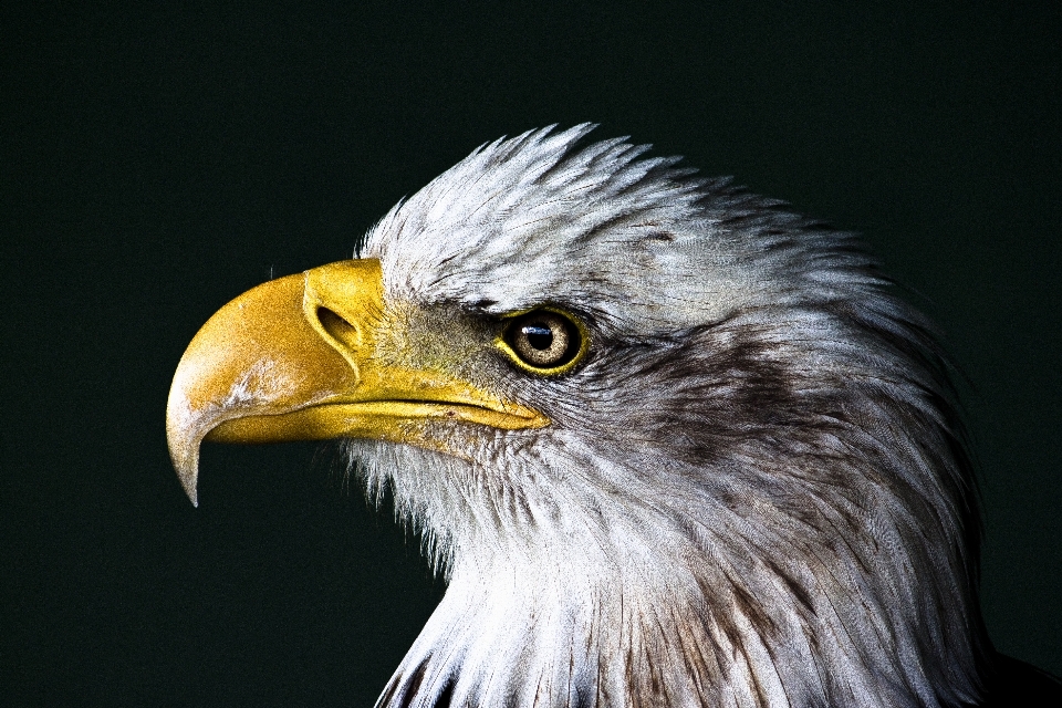 Oiseau aile animal faune