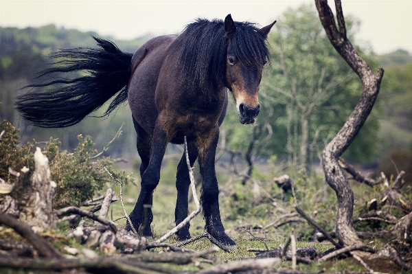 Animal wildlife horse mammal Photo