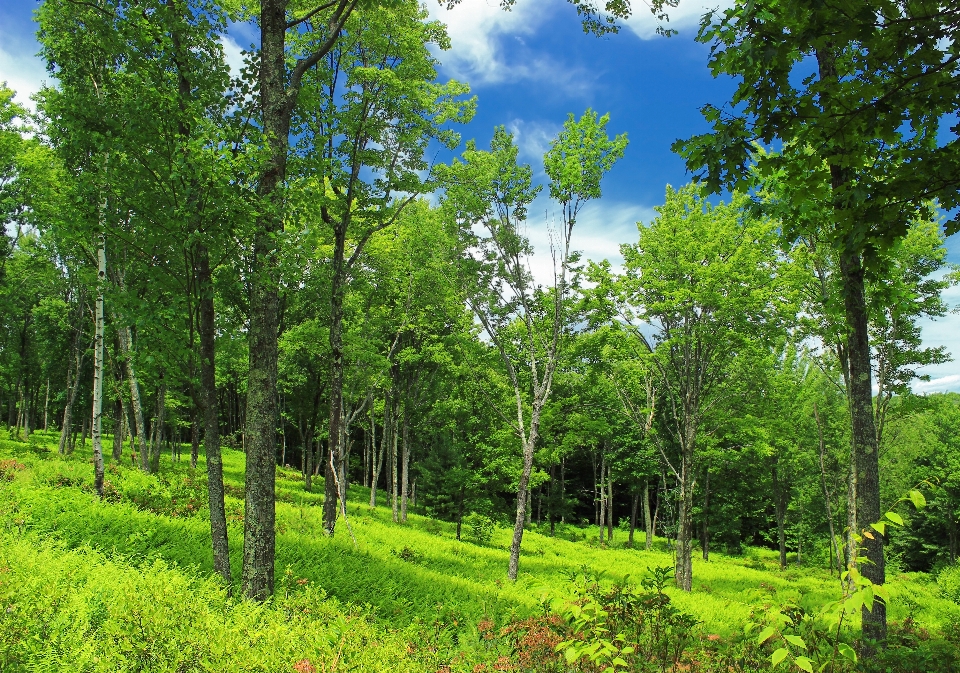 árbol naturaleza bosque césped