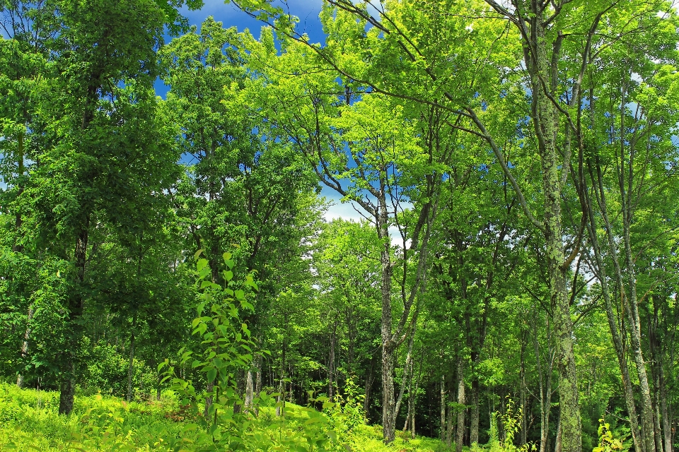 árbol naturaleza bosque rama