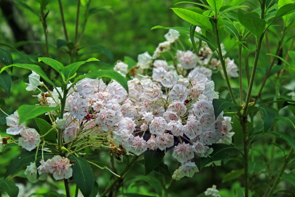 Nature branch blossom plant Photo