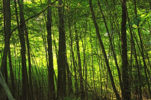 Foto árbol naturaleza bosque rama