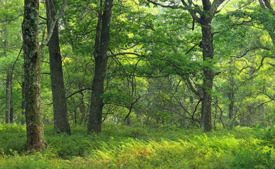 Pohon alam hutan gurun
