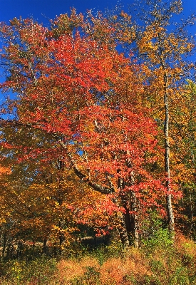 Tree nature forest branch Photo